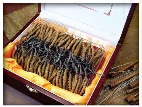 兴仁冬虫夏草回收